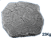 Tree Trunk No 4